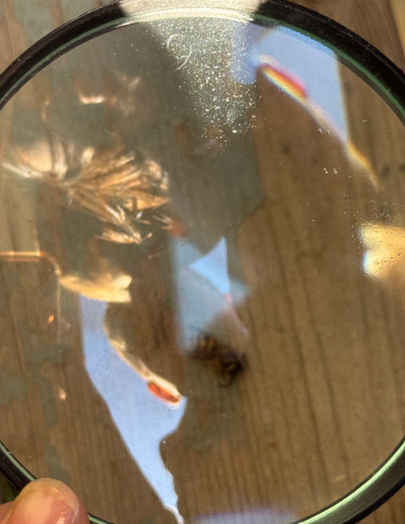 Hva finner vi med forstørrelsesglasset i dag?