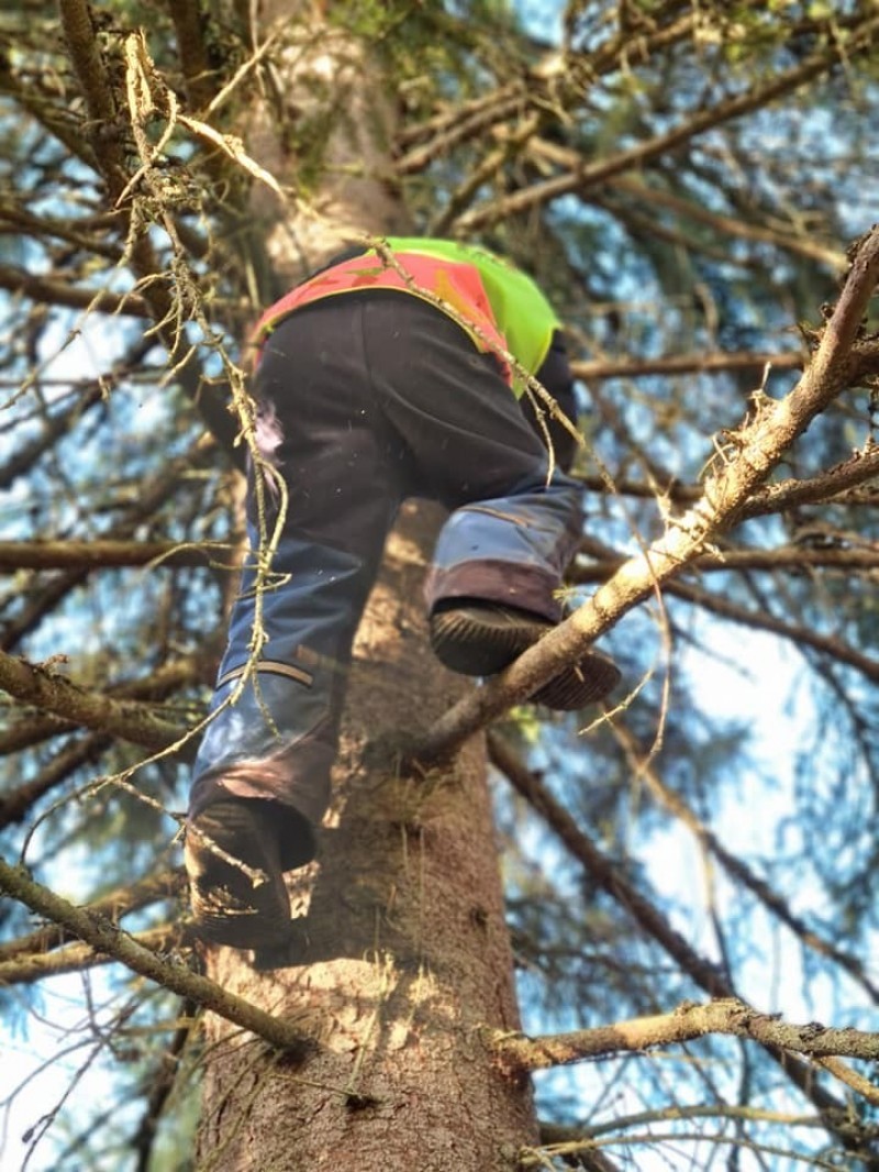 Et barn som klatrer høyt i et tre