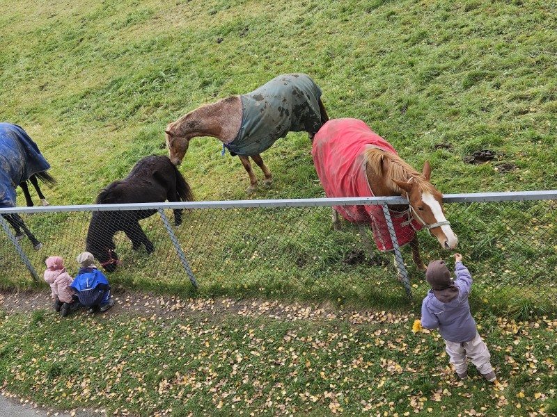 Mating av hester fra barnehagens uteområde