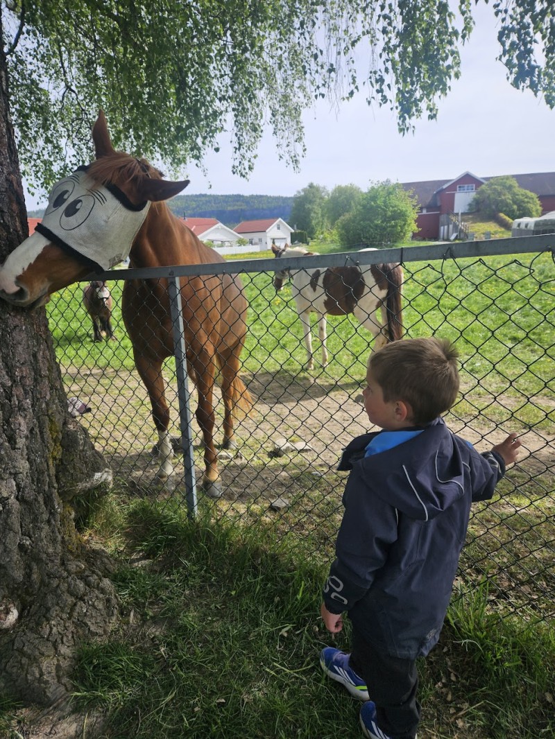 Nabo-hestene har blitt en naturlig del av barnehagen og gir barna mulighet til å møte og lære om dyr i hverdagen.