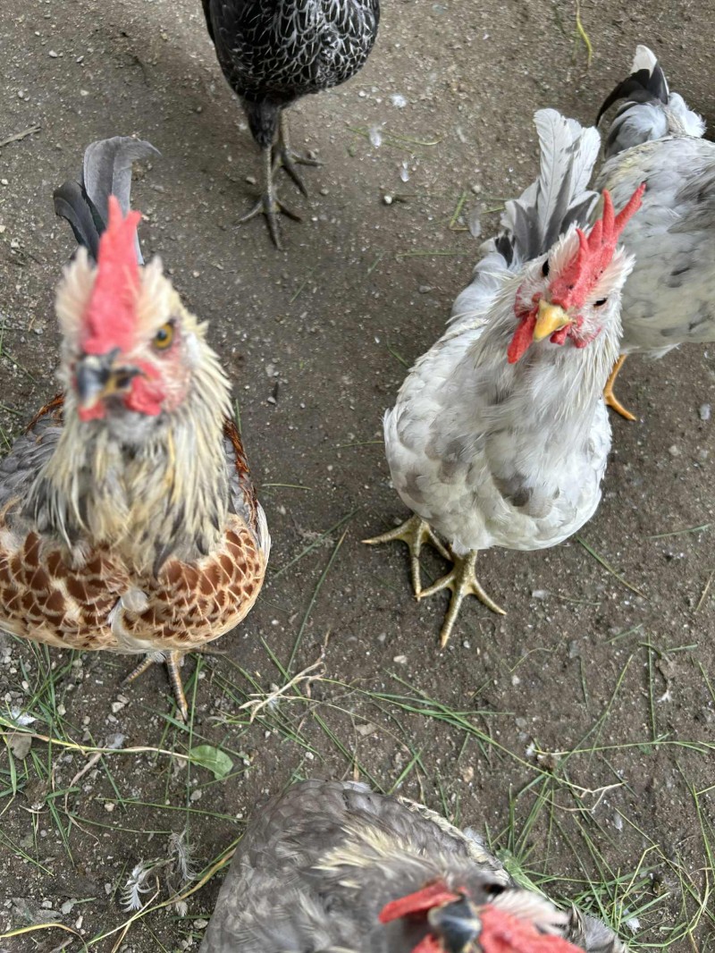 Noen av de i flokken vår
