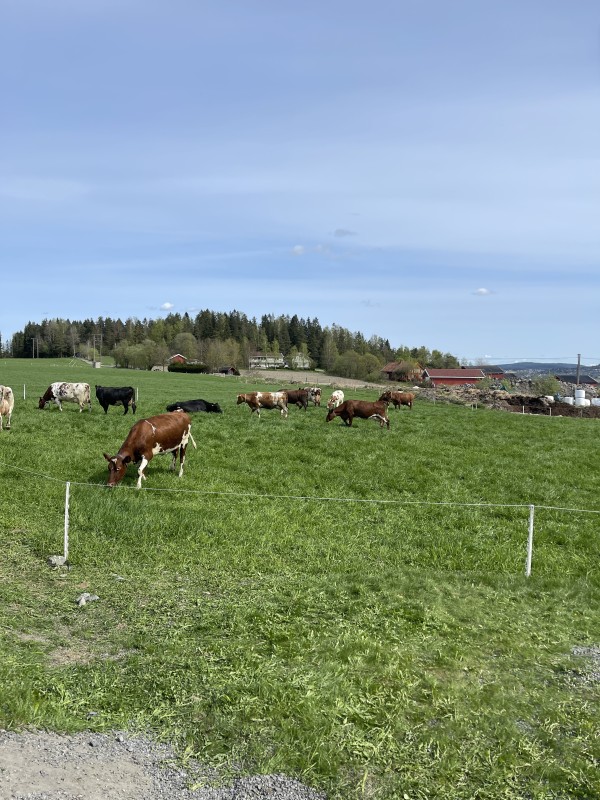 Kuslipp