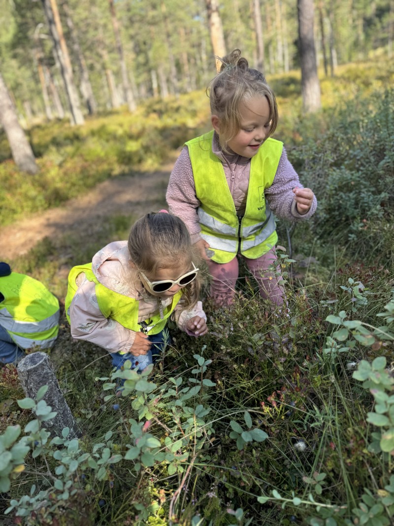 Blåbærplukking